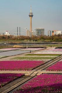 Nursery, plant breeding, ornamental plants growing in flower pots, outdoors,