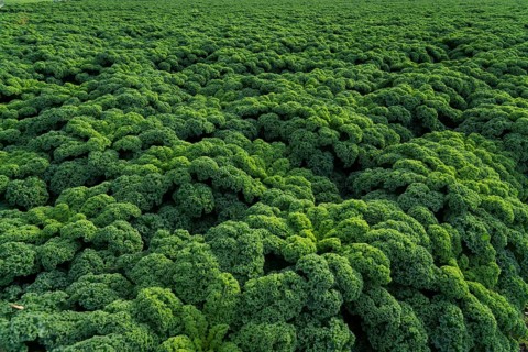 Kale field, growing area in the south of Düsseldorf, Volmerswerth district, on the Rhine, North