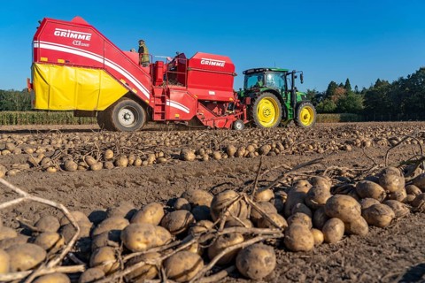 Potato harvesting, so-called split harvesting method, first the tubers are taken out of the ground