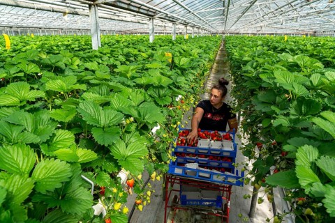 Harvesting strawberries, harvest helper, strawberry cultivation in the greenhouse, young strawberry