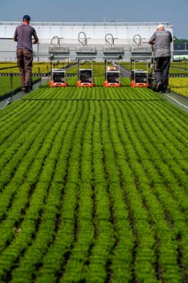 Horticultural business, broom heather plants, in flower pots, outdoors, Calluna vulgaris, are cut