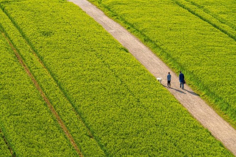 Cereal fields in spring, still green and fresh in growth, field path, walker with dog, North