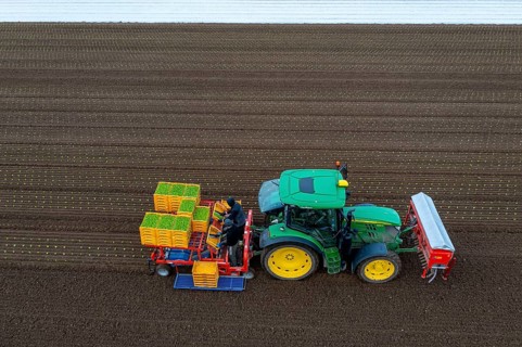 Lettuce plants are planted with a planting machine, Agriculture, Spring