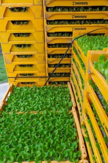 Lettuce plants, they are planted in a field with a planting machine, agriculture, spring