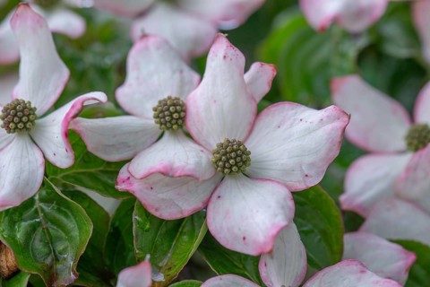 Asian flowering dogwood (Cornus kousa), Bavaria, Germany, Europe