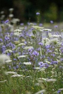 Roadside planting with chicory, July, Germany, Europe