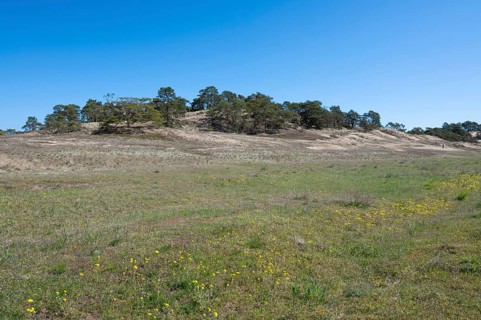 Inland dunes, Elbe dunes near Klein Schmölen with dry sandy grassland, UNESCO Biosphere Reserve