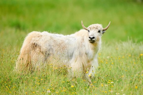 Wild yak (Bos mutus) standing on a meadow, tirol, Kitzbühel, Wildpark Aurach, Austria, Europe