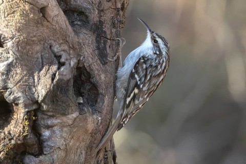 Short-toed treecreeper (Certhia brachydactyla) foraging, Austria, Upper Austria, Europe