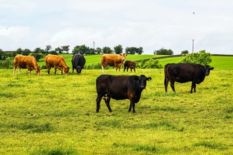 Cows and Farms in Yorkshire Dales National Park, North Yorkshire, England, United Kingdom, Europe