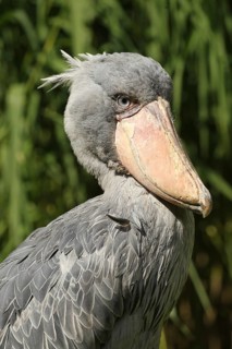 Shoebill (Balaeniceps rex) portrait, Walsrode Bird Park, Lower Saxony, Germany, Europe