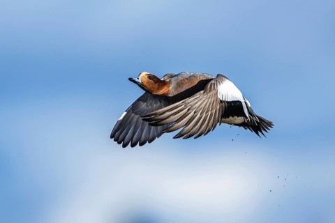 Eurasian Wigeon, (Mareca penelope) male in flight over marshes