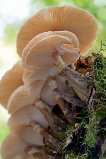Lamellar fungi growing on a mossy deadwood, Dortebach valley, Moselle, Rhineland-Palatinate,