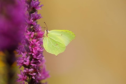 Brimstone (Gonepteryx rhamni) feeding on a flower of purple loosestrife (Lythrum salicaria),