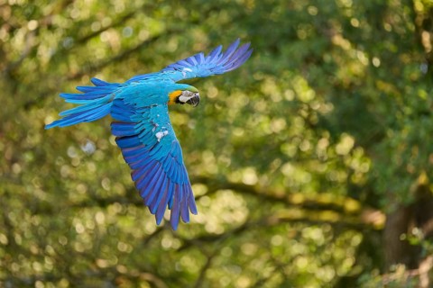 Blue and yellow macaw (Ara ararauna) in flight, captive, Lower Saxony, Germany, Europe