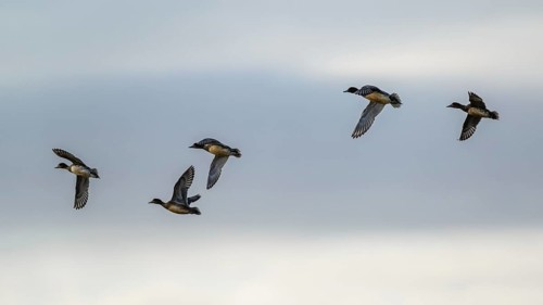 Eurasian Wigeon, Mareca penelope, birds in flight over marshes at winter