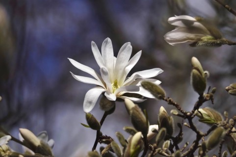 Beautiful blossom of the star magnolia, March, Germany, Europe
