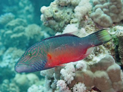 Cheek stripe wrasse (Oxycheilinus diagrammus), wrasse, dive site House Reef, Mangrove Bay, El