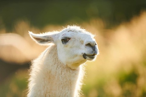Llama (Lama glama) on a meadow, portrait, Tirol, Kitzbühel, Wildpark Aurach, Austria, Europe