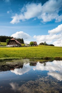 Farms and flowering meadow, Thurner, near St Märgen, Black Forest, Baden-Württemberg, Germany,