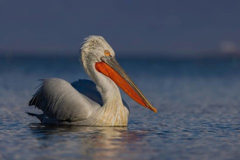 Dalmatian Pelican (Pelecanus crispus), swimming, orange throat pouch, Lake Kerkini, Greece, Europe