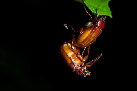 Two large brown beetles mating, sitting on a leaf, at night in the tropical rainforest, Refugio
