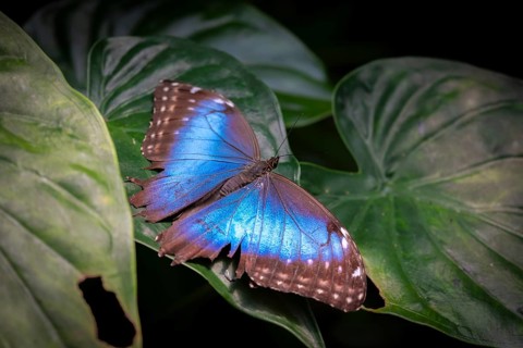 Morpho helenor, blue morpho butterfly sitting on a leaf, Alajuela province, Costa Rica, Central