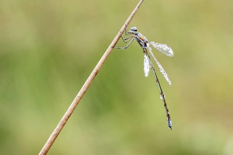 Lestes virens (Lestes virens), Emsland, Lower Saxony, Germany, Europe