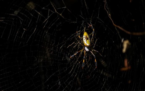 Night shot, Golden silk spider (Trichonephila clavipes) spider web, Tortuguero National Park, Costa