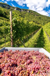 Wine-growing, in the Adige Valley, near the village of Tramin on the Wine Road, South Tyrol,
