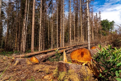 Eifel National Park, Kermeter mountain range, dead spruce trees damaged by the bark beetle, forest