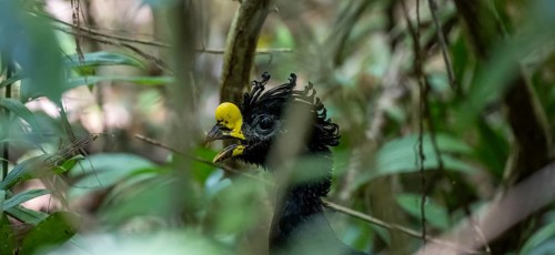 Tuberous-throated curassow (Crax rubra), adult male, animal portrait, in the rainforest, Corcovado
