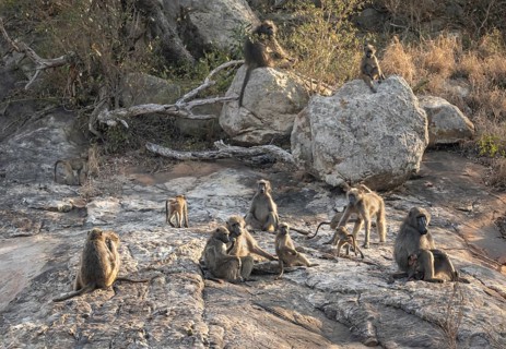 Herd of chacma baboons (Papio ursinus), animal family with adults and cubs, sitting on stones,
