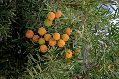 Weeping yew (Afrocarpus falcatus), fruit, fruit stand, Kirstenbosch Botanical Gardens, Cape Town,