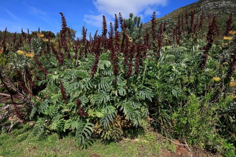 Giant honey flower (Melianthus major), flowering, flowers, shrub, Kirstenbosch Botanical Gardens,