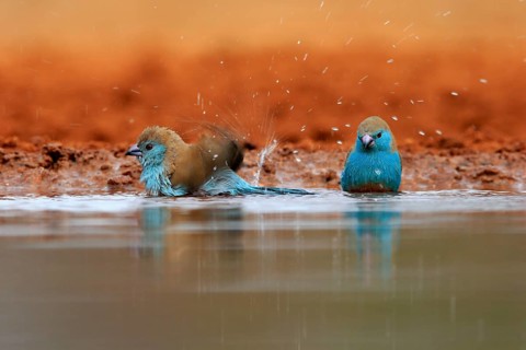 Angolan butterfly finch (Uraeginthus angolensis), blue-eared butterfly finch, adult, two birds, at