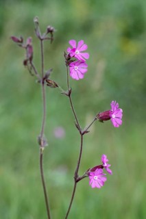 Red campion (Silene dioica), Emsland, Lower Saxony, Germany, Europe