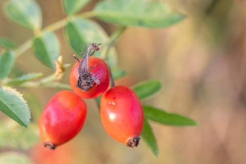 Rosehips of the dog rose (Rosa canina) with small spider, Emsland, Lower Saxony, Germany, Europe
