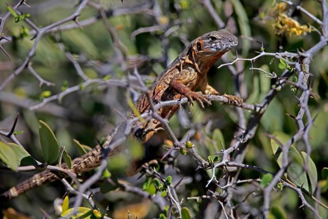 Eastern Mexican Black Iguana, (Ctenosaura acanthura), adult, on tree, foraging, Sonoran Desert,