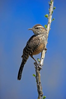 Cactus wren (Campylorhynchus brunneicapillus), adult, on wait, Sonora Desert, Arizona, North