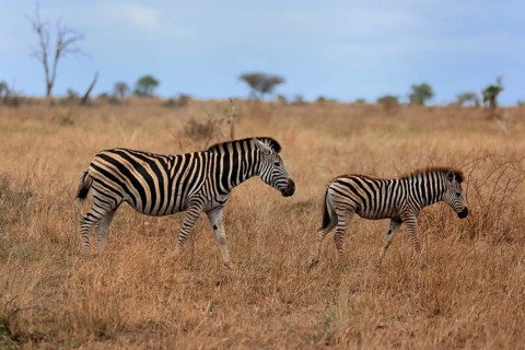 Burchell's zebra (Equus quagga burchelli), Burchell's zebra, adult, female, mother with young, two