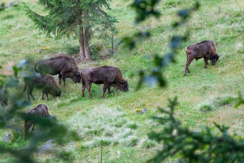 Bison (Bison bonasus), herd grazing in near-natural habitat, captive, Germany, Europe
