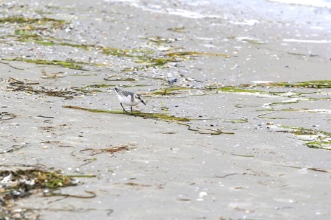 Sanderling Limikole, Usedom, September, Mecklenburg-Western Pomerania, Germany, Europe