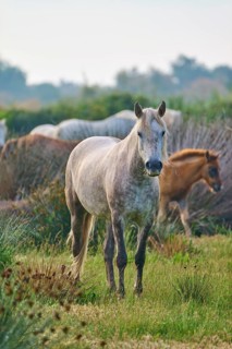 White Camargue horse herd with foals grazing peacefully on a green pasture, Camargue, France,