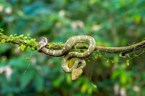 Griffin-tailed lance adder (Bothriechis schlegelii), green variety, sitting on a branch, Heredia