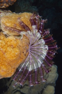 Close-up of a purple and white feather star, Klunzinger's hair star (Dichrometra palmata), on a