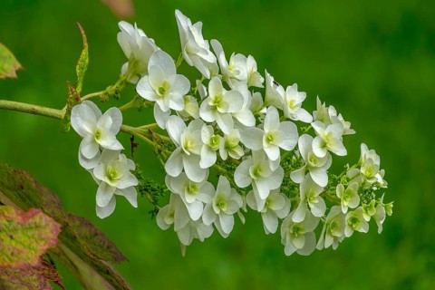 Oakleaf hydrangea (Hydrangea quercifolia), North Rhine-Westphalia, Germany, Europe