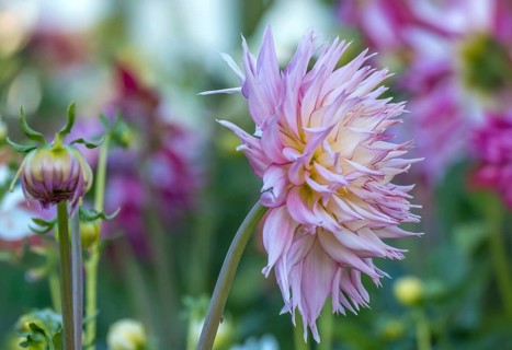 Dahlias (Dahlia), cactus dahlia, Germany, Europe