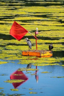 Buoy on the regatta course on Lake Baldeney, cormorant and heron hang out, the area is colonised by