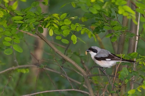 Lesser grey shrike (Lanius minor), Tower Hide, Tiszaalpár, Kiskunsági National Park, Bács-Kiskun,
